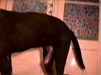 Pink hard dick penetrating a shaved pussy amateur beastiality